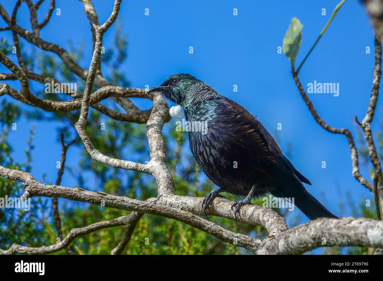 Uccello TUI sulla cima dell'albero Foto Stock