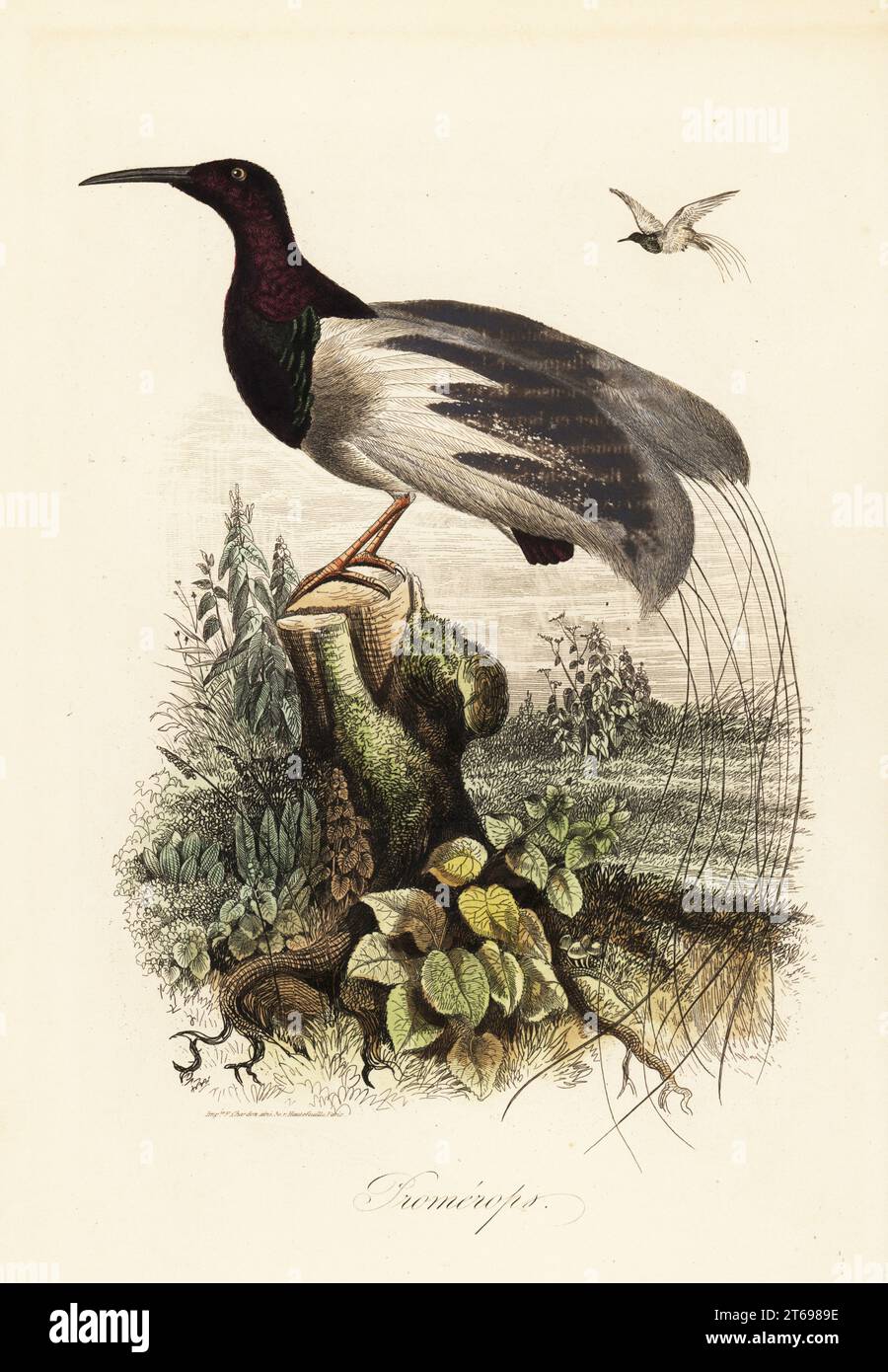 Uccello del paradiso a dodici fili, Seleucidis melanoleucus. Promerops con etichetta errata. Copiato da un'illustrazione di Adolph Fries nel Dictionnaire Pittoresque d'Histoire Naturelle di Felix-Edouard Guerin-Meneville. Incisione in acciaio colorato a mano stampata da F. Chardon da Achille Comtes Musee dHistoire Naturelle, Museo di storia naturale, Gustave Hazard, Parigi, 1854. Foto Stock Uccello del paradiso a dodici fili, Seleucidis melanoleucus. Promerops con etichetta errata. Copiato da un'illustrazione di Adolph Fries nel Dictionnaire Pittoresque d'Histoire Naturelle di Felix-Edouard Guerin-Meneville. Incisione in acciaio colorato a mano stampata da F. Chardon da Achille Comtes Musee dHistoire Naturelle, Museo di storia naturale, Gustave Hazard, Parigi, 1854. Foto Stock