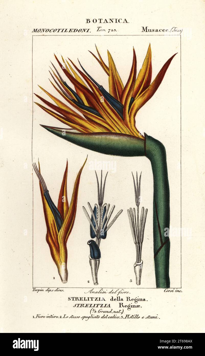 Gru fiore o uccello del paradiso fiore, Strelitzia reginae, Strelitzia della Regina. Incisione a forma di copperplate a mano dal Dizionario delle Scienze naturali di Antoine Laurent de Jussieu, Firenze, Italia, 1837. Illustrazione incisa da Corsi, disegnata e diretta da Pierre Jean-Francois Turpin, e pubblicata da Batelli e figli. Turpin (1775-1840) è considerato uno dei più grandi illustratori botanici francesi del 19 ° secolo. Foto Stock Gru fiore o uccello del paradiso fiore, Strelitzia reginae, Strelitzia della Regina. Incisione a forma di copperplate a mano dal Dizionario delle Scienze naturali di Antoine Laurent de Jussieu, Firenze, Italia, 1837. Illustrazione incisa da Corsi, disegnata e diretta da Pierre Jean-Francois Turpin, e pubblicata da Batelli e figli. Turpin (1775-1840) è considerato uno dei più grandi illustratori botanici francesi del 19 ° secolo. Foto Stock