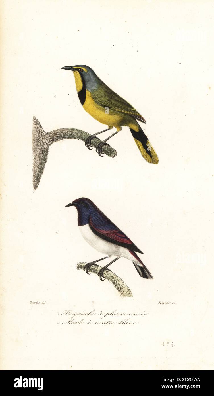Bokmakierie, Telophorus zeylonus 1 e violetto-backed Starling, Cinnyricinclucis leucogaster 2. Pie-grieche una trastrone noir, merle a ventre blanc. Incisione colorata a mano di Fournier dopo un'illustrazione di Jean-Gabriel Pretre dalle oeuvres di Achille Richard completa de Buffon, Pourrat Freres, Parigi, 1839. Foto Stock
