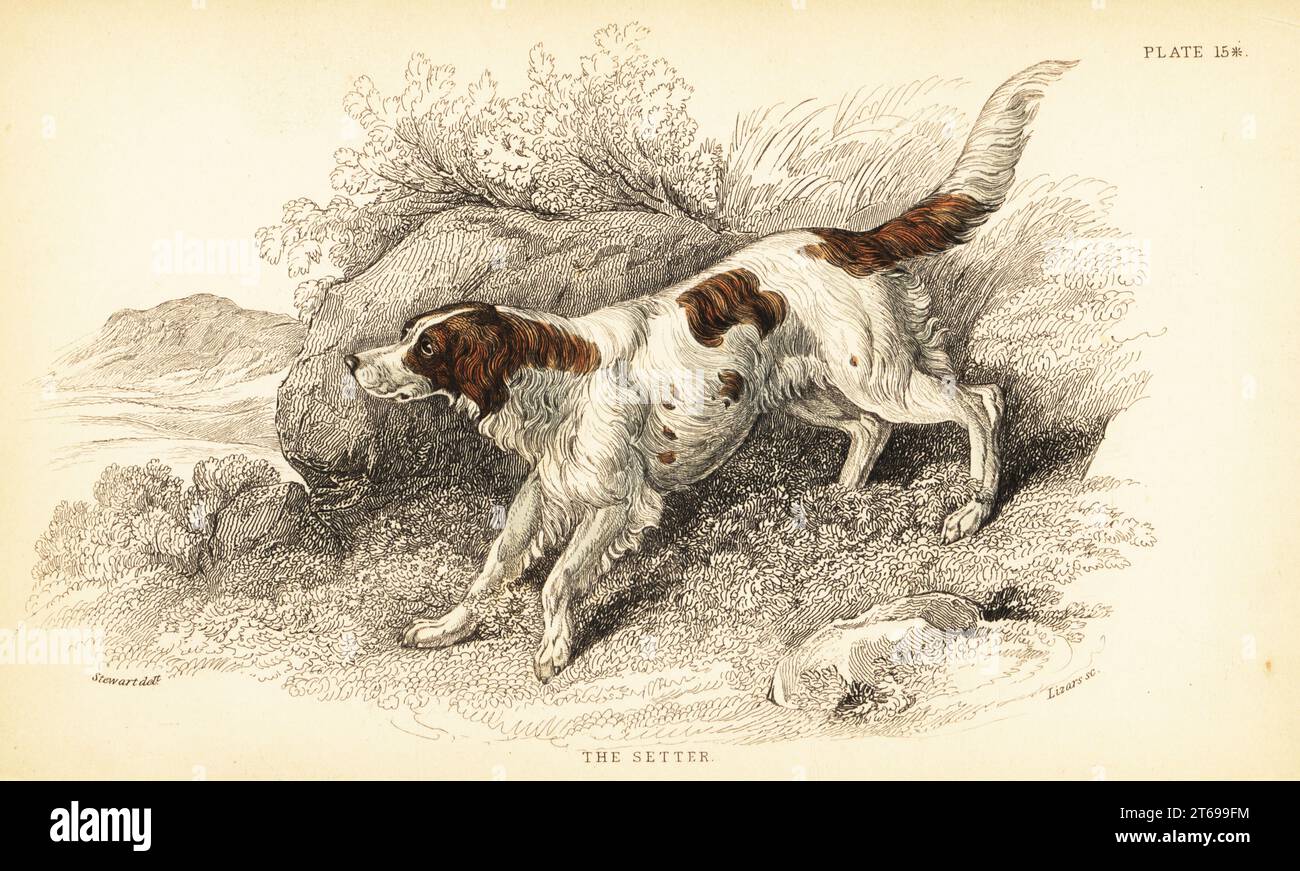 Setter, Canis lupus familiaris (indice Canis). Incisione in acciaio colorato a mano di William Lizars da un disegno di James Stewart del colonnello Charles Hamilton Smiths volume on Dogs from Sir William Jardine's Naturalist's Library: Mammalia, W. H. Lizars, Edimburgo, 1840. Foto Stock