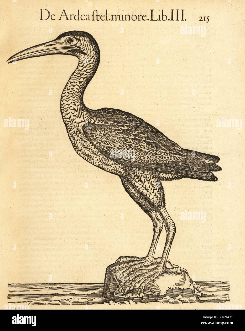 Amarena eurasiatica o grande amaro, Botaurus stellaris. Ardea stellaris, Ardea stel. minore. Incisione su legno dopo un'illustrazione di Lucas Schan e Conrad Gessner da Conrad Gessners Historiae Animalium, De avium natura, Francoforte, Wechel for Cambier, 1585. Foto Stock