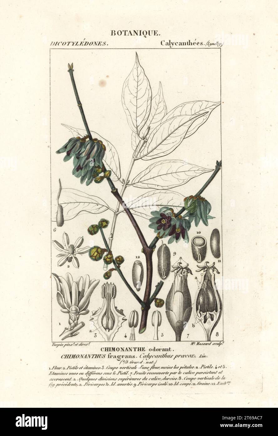 WinterSweet o giapponese allspezia, Chimonanthus praecox. Chimonanthus Fragrans, Calycanthus praecox, Chimonanthe odorante. Incisione a forma di copperplate a mano dal Dizionario delle Scienze naturali di Antoine Laurent de Jussieu, Firenze, Italia, 1837. Illustrazione incisa da Madame Massard, disegnata e diretta da Pierre Jean-Francois Turpin, e pubblicata da Batelli e figli. Turpin (1775-1840) è considerato uno dei più grandi illustratori botanici francesi del 19 ° secolo. Foto Stock