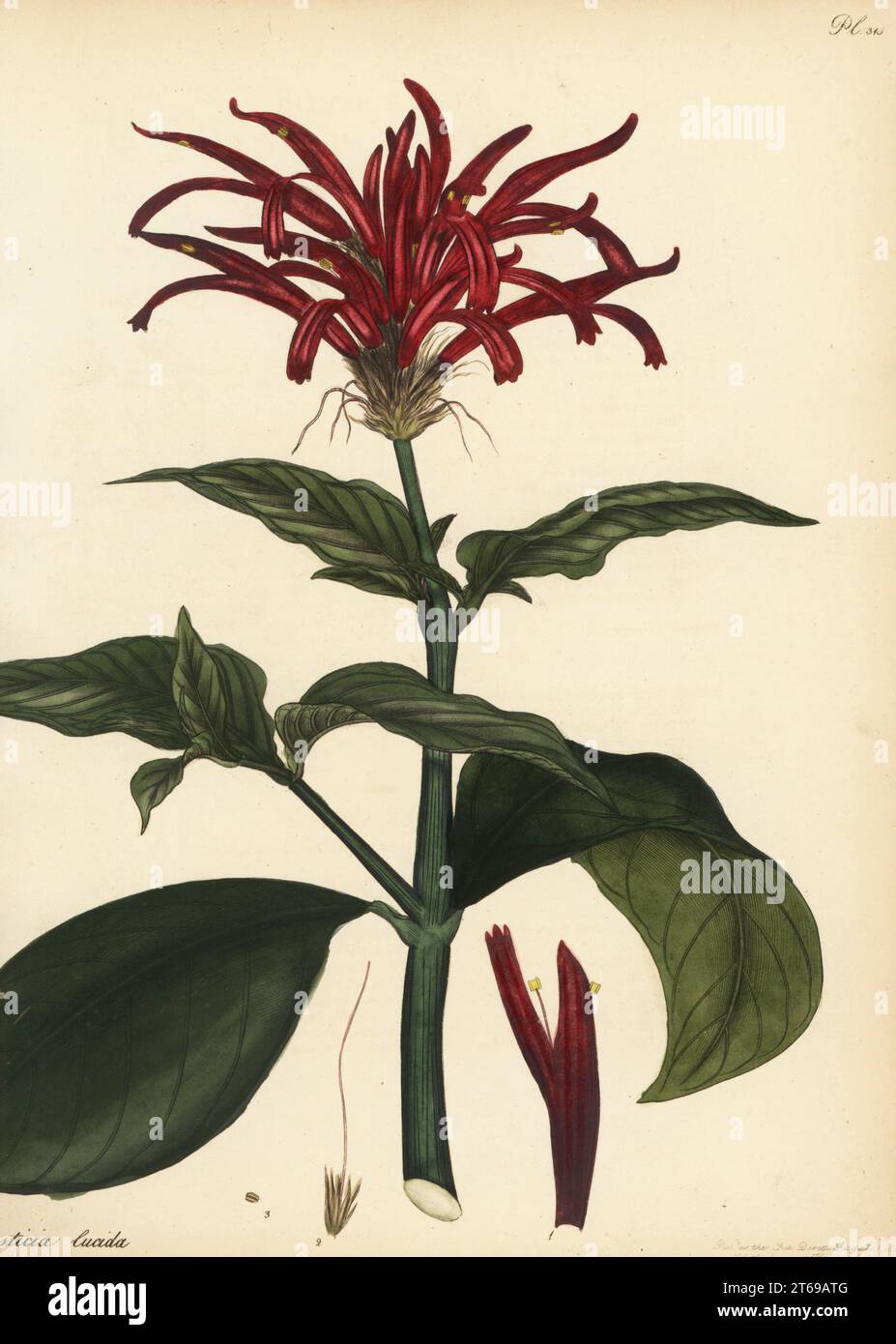 Impianto di salice o gamberetti, Rhacodiscus lucidus. Justicia lucente-leaved, Justicia lucida. Dalle Indie Orientali, nella collezione George Hibbert. Incisione in copperplate disegnata, incisa e colorata a mano da Henry Andrews dal suo registro Botanico, Volume 5, autopubblicata a Knightsbridge, Londra, 1803. Foto Stock