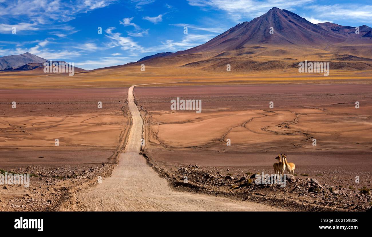 Vicuna su una remota strada desertica alta sull'altiplano nel deserto di Atacama nel nord del Cile, Sud America. Foto Stock