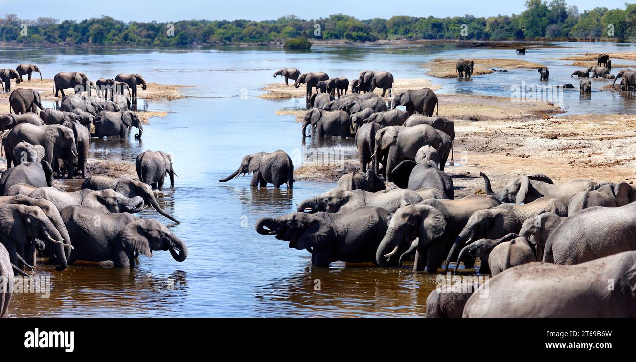 Elefanti africani (Loxodonta africana) nel fiume Chobe in Botswana, Africa. Foto Stock