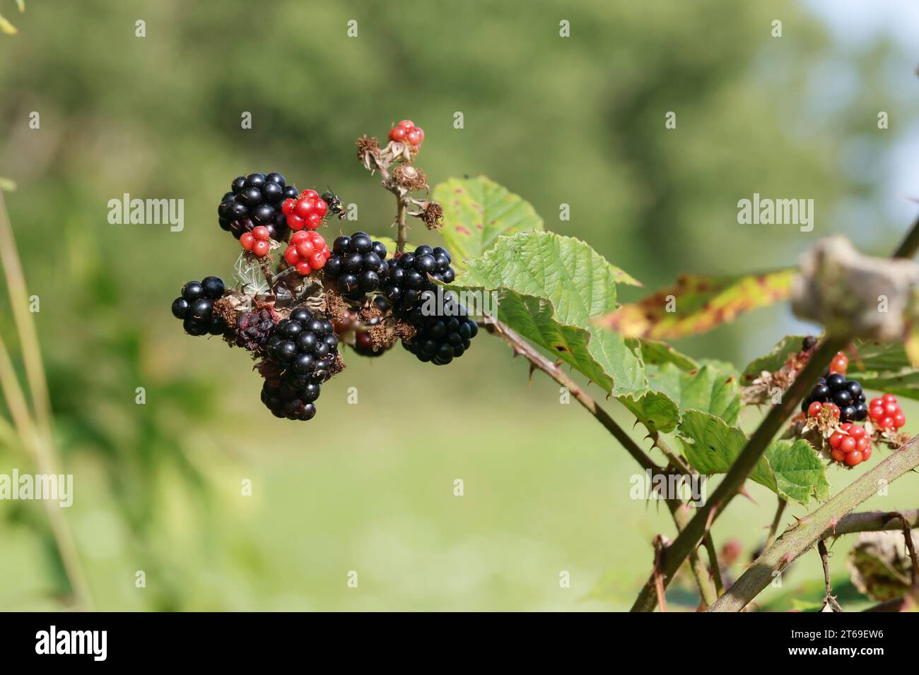 Brombeere, Brombeeren, Beeren, Früchte, Frucht, Echte Brombeere, Rubus fruticosus agg., Rubus sectio Rubus, Rubus fruticosus, blackberry, bramble, fru Foto Stock