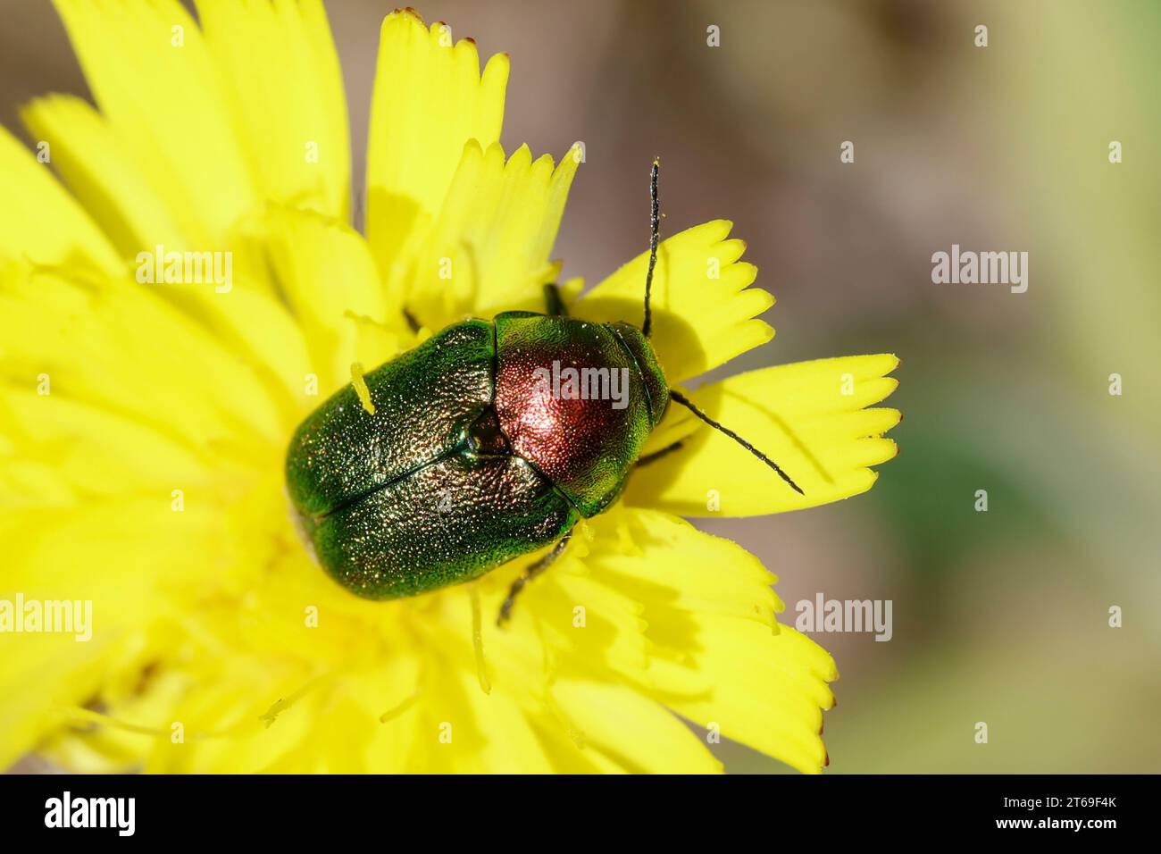 Fallkäfer beim Blütenbesuch, Blattkäfer, Cryptocephalus spec., Chrysomelidae, Leaf Beetle, coleotteri a foglia, entweder Cryptocephalus sericeus oder Cryptoc Foto Stock