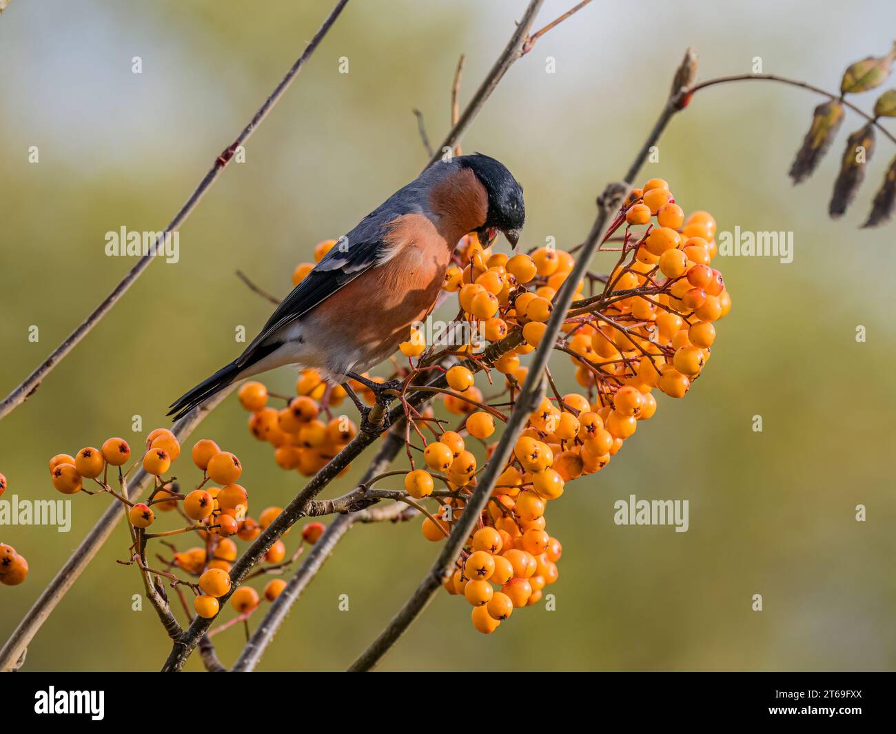 Bullfinch in autunno nel Galles centrale Foto Stock