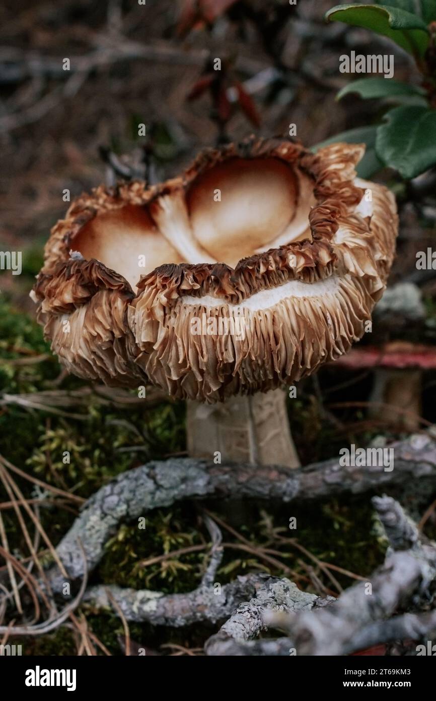 Fungo marrone insolito con un cappello ondulato e ricurvo nella foresta. Splendida vista botanica di buio umore. Raccolta di colture selvatiche. Foto Stock