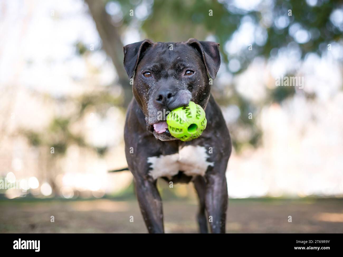 Un anziano cane misto Pit Bull Terrier che tiene una palla in bocca Foto Stock