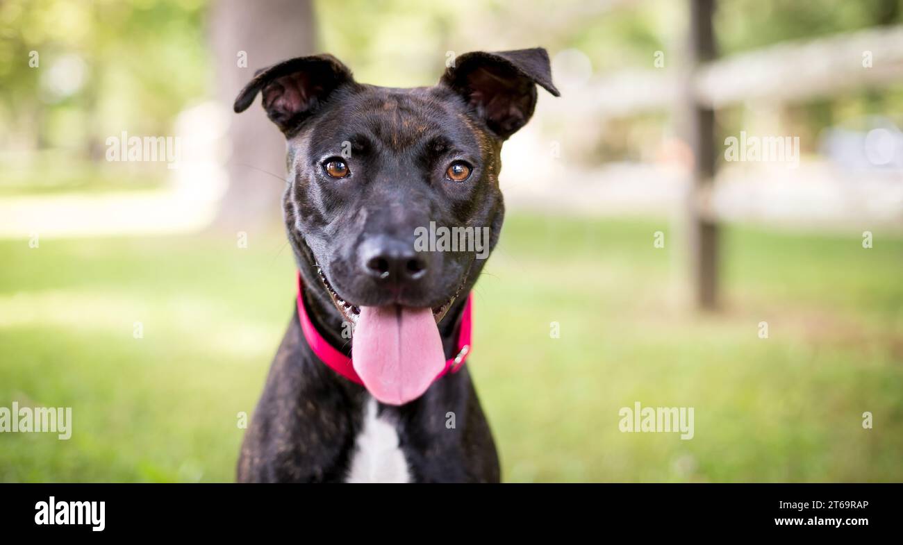 Un cane di razza mista brindle Pit Bull Terrier con un'espressione felice Foto Stock