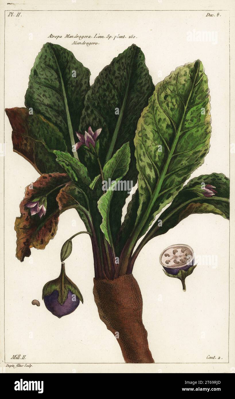 Mandrake, Mandragora officinarum. Atropa mandragora, Linn. SP. impianto 250. Mandragore. Incisione a mano su copperplate di Jean Victor Dupin junior di Pierre Joseph Buchoz Herbier Artificial, representant Plus de quinze cents plates, tant Européennes quExotiques, Gogue & ne de la Rochelle, Parigi, 1783. Foto Stock