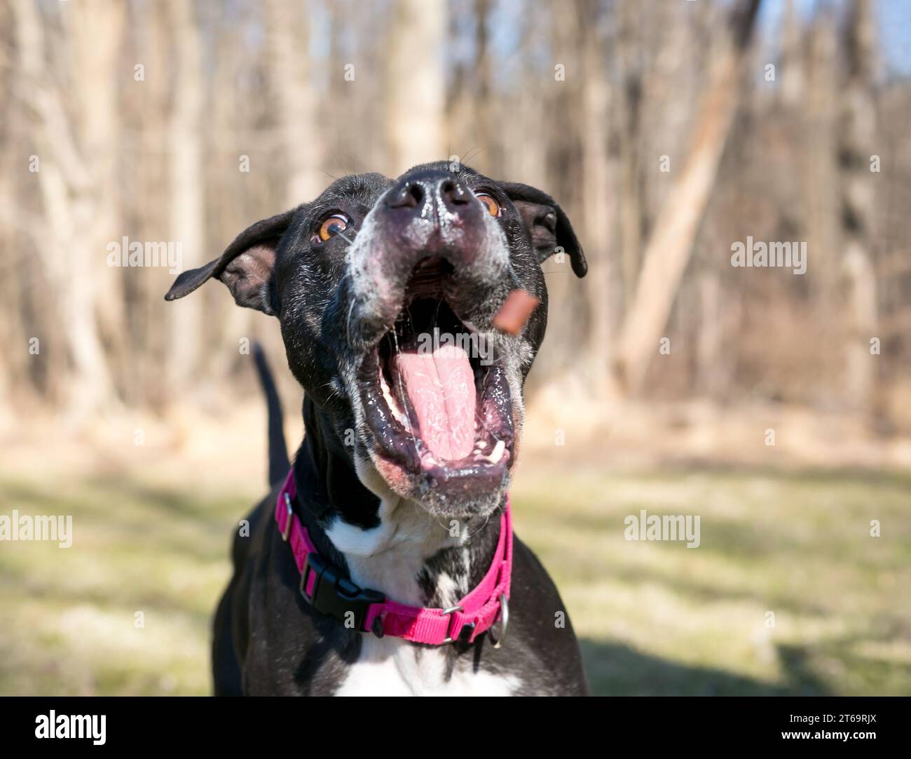Un cane di razza mista Pit Bull Terrier che apre la bocca per catturare una delizia in aria Foto Stock