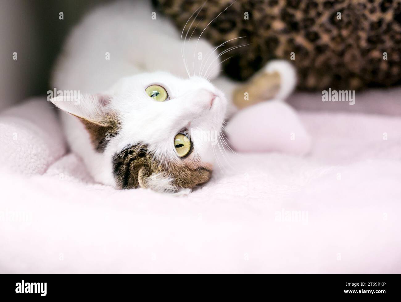 Un gatto shorthair sdraiato in posizione rilassata capovolto Foto Stock