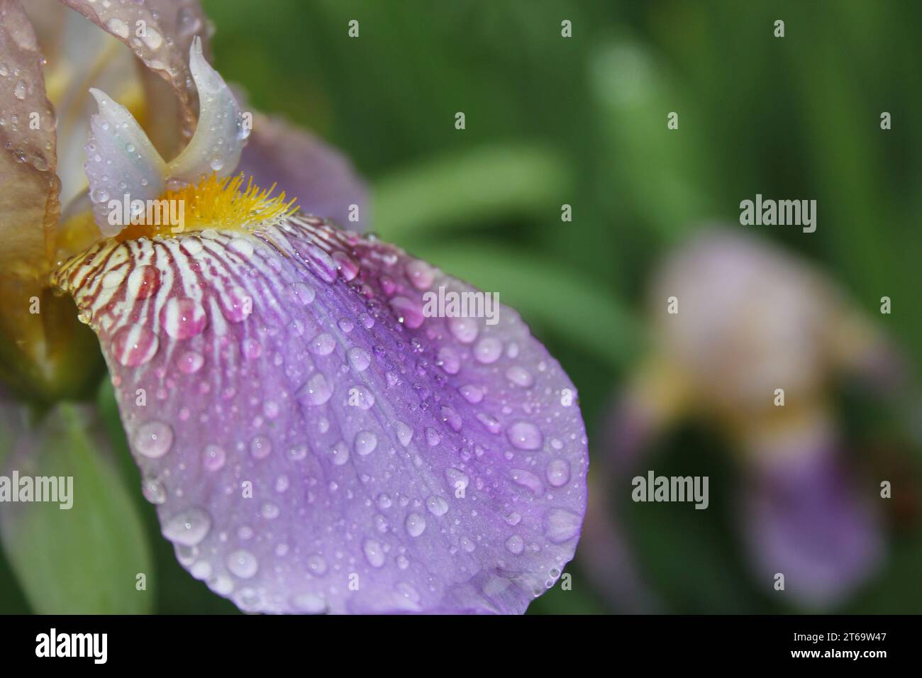 Petalo iris viola in fiore con gocce di pioggia Closeup Foto Stock