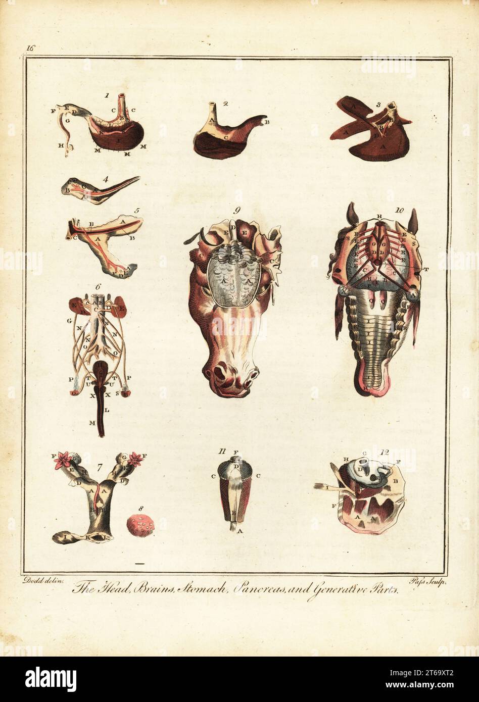 Anatomia di un cavallo. La testa, il cervello, lo stomaco, il pancreas e le parti generative. Stomaco 1,2, fegato 3, milza 4, pancreas 5, reni 6, utero 7, ovaie 8, cervello 9, sistema nervoso 10, occhio 11, orecchio 12. Incisione a mano su lastre di J. Pass dopo un'illustrazione di Daniel Dodd/J.. Al posto di William Augustus Osbaldistons the British Sportsman, or Nobleman, Gentleman and Farmers Dictionary of Recreation and Amusement, J. Stead, Londra, 1792. Foto Stock