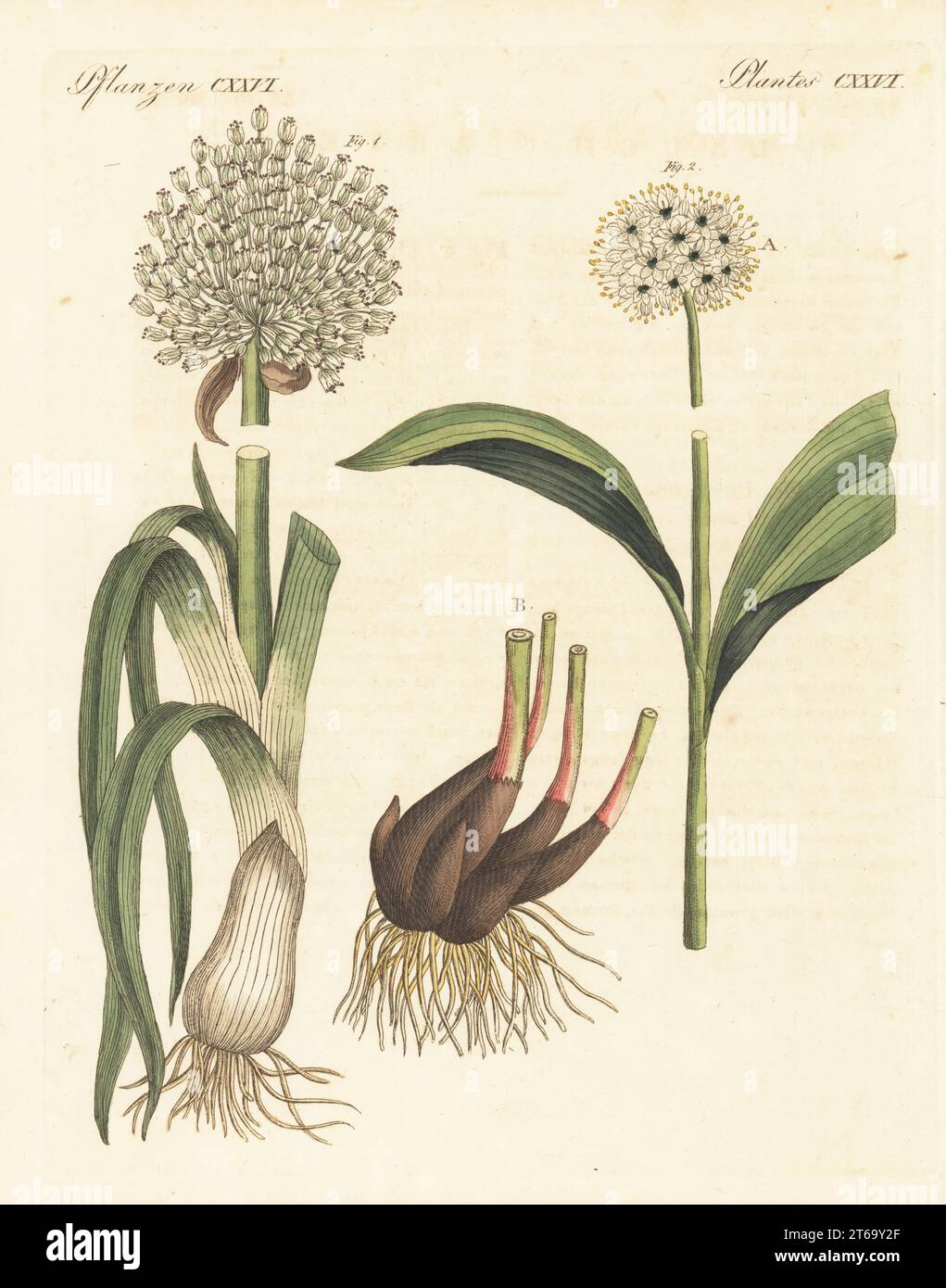 Porro, porro Allium 1 e porro alpino o cipolla della vittoria, Allium victorialis 2. Le botaniche furono disegnate da Henriette e Conrad Westermayr, F. Götz e C. Ermer. Incisione in copperplate a mano da Carl Bertuch's Bilderbuch fur Kinder (Picture Book for Children), Weimar, 1810. Un'enciclopedia in 12 volumi per bambini illustrata con quasi 1.200 tavole incise su storia naturale, scienza, costume, mitologia, ecc., pubblicato dal 1790-1830. Foto Stock