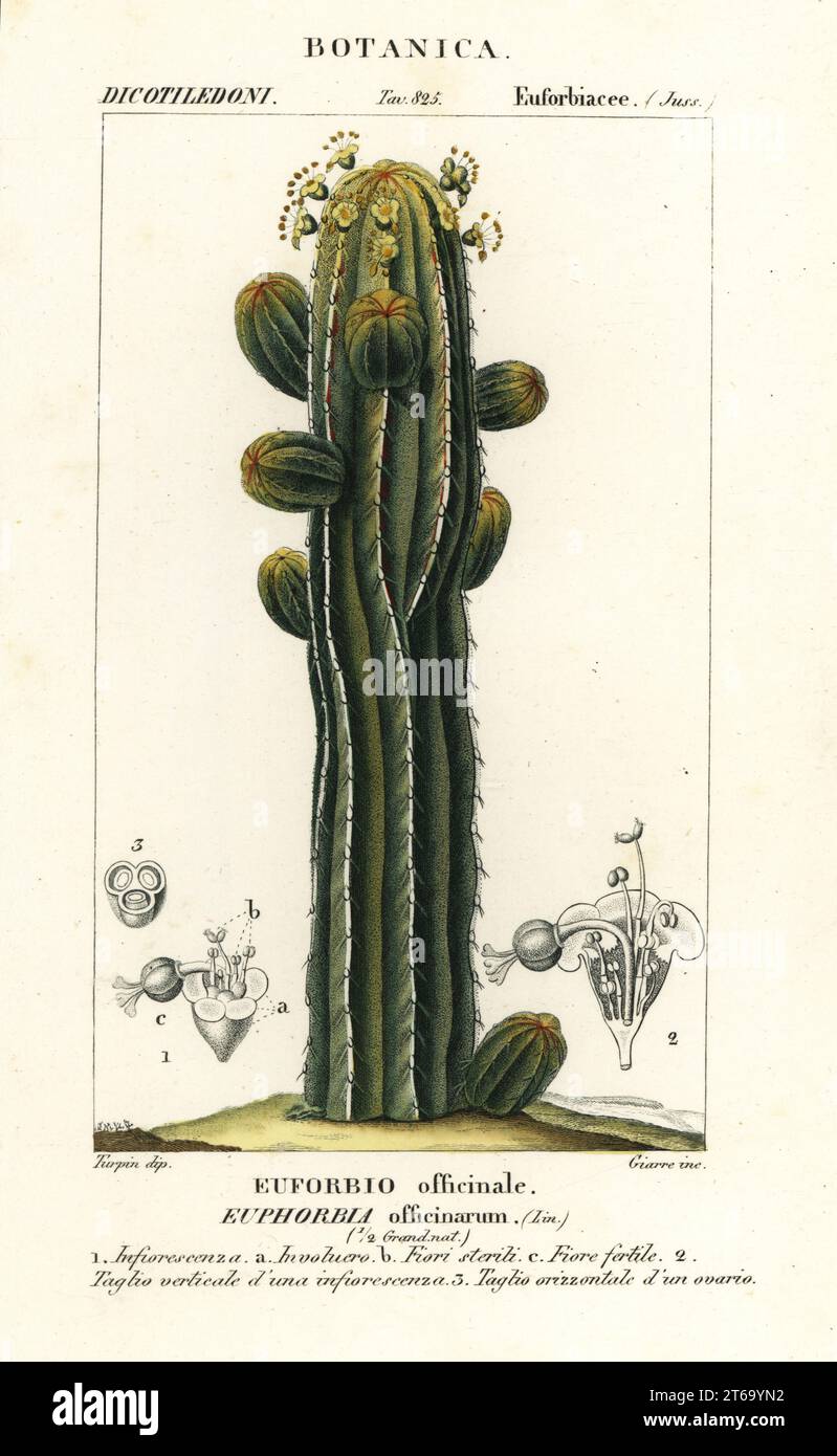 Euphorbia officinarum (Euforbio officinale). Incisione a stiletto in rame colorato di Gizionario delle Scienze naturali di Antoine Laurent de Jussieu, Dizionario di Scienze naturali, Firenze, Italia, 1837. Illustrazione incisa da Giarre, disegnata e diretta da Pierre Jean-Francois Turpin, e pubblicata da Batelli e figli. Turpin (1775-1840) è considerato uno dei più grandi illustratori botanici francesi del 19th secolo. Foto Stock