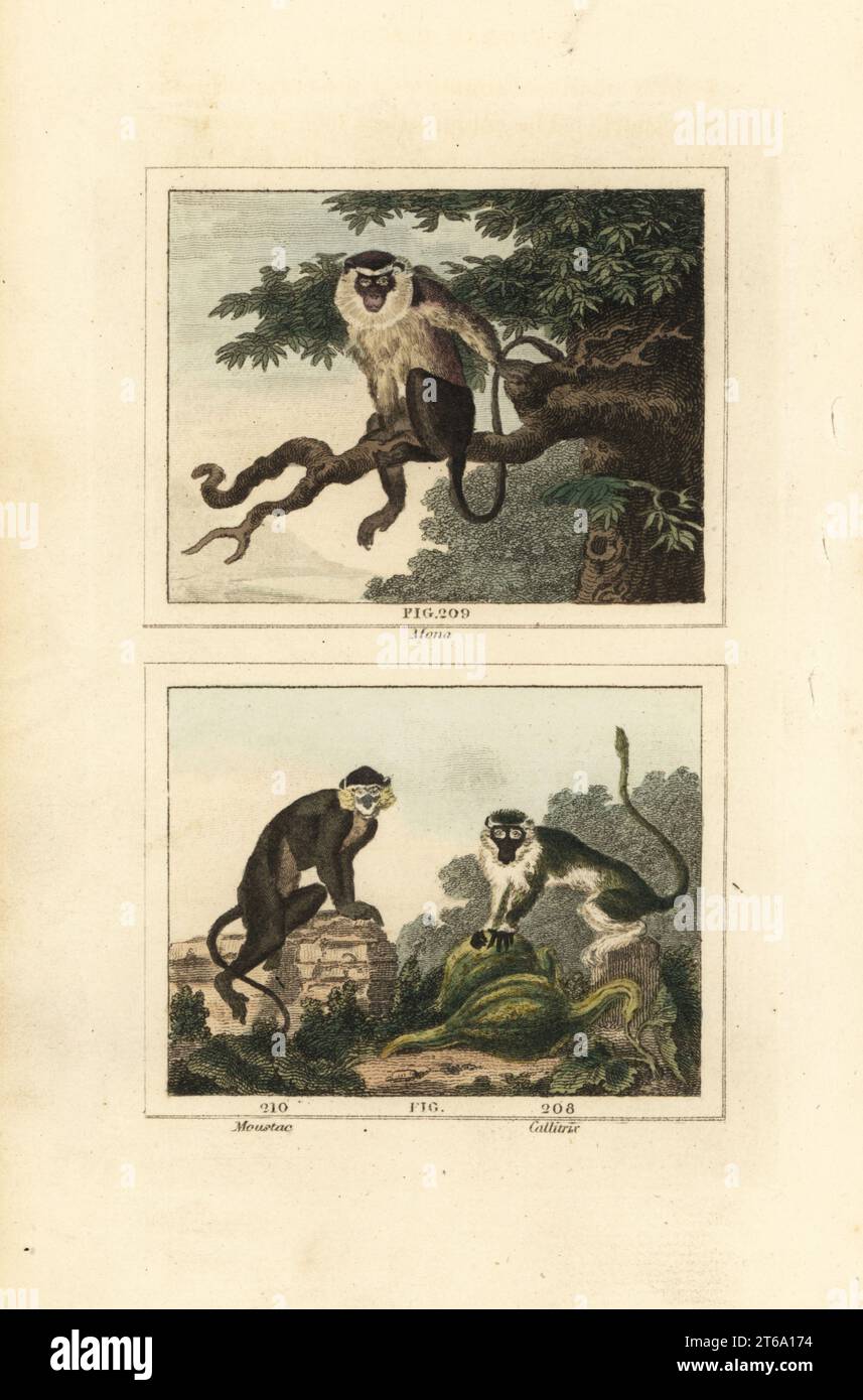 Mona scimmia, Cercopithecus mona 209, guenon mustached o scimmia mustached, Cercopithecus cephus 210, e grivet, Chlorocebus aethiops 211. Incisione su copperplate colorata a mano in onore di Jacques de Seve dell'edizione di James Smith Barrs di Comte Buffons Natural History, A Theory of the Earth, General History of Man, Brute Creation, Vegetings, Minerals, T. Gillet, h. D. Symonds, Paternoster Row, Londra, 1807. Foto Stock