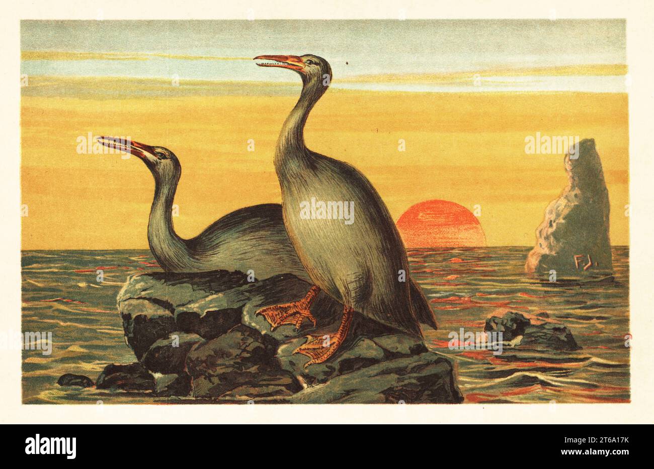 Hesperornis regalis, specie di uccello estinto simile al cormorano vissuto nell'età Campaniana, Cretaceo superiore. Hesperornis regalis Marsh Colour illustrazione stampata di F. John da Wilhelm Bolsches Tiere der Urwelt (animali del mondo preistorico), Reichardt Cocoa Company, Amburgo, 1908. Foto Stock Hesperornis regalis, specie di uccello estinto simile al cormorano vissuto nell'età Campaniana, Cretaceo superiore. Hesperornis regalis Marsh Colour illustrazione stampata di F. John da Wilhelm Bolsches Tiere der Urwelt (animali del mondo preistorico), Reichardt Cocoa Company, Amburgo, 1908. Foto Stock