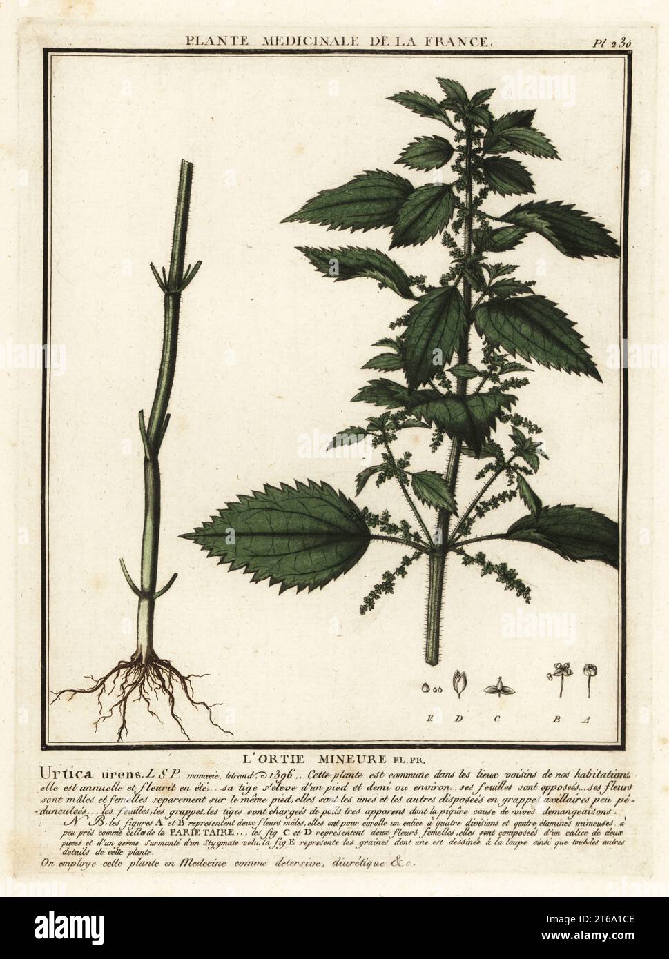 Ortica annuale, lortie Mineure, Urtica urens. Incisione su piastra di rame stampata in tre colori da Pierre Bulliard dalla sua Herbier de la France, ou Collection complete des plantes indigenes de ce royaume, Didot jeune, Debure et Belin, 1780-1793. Foto Stock