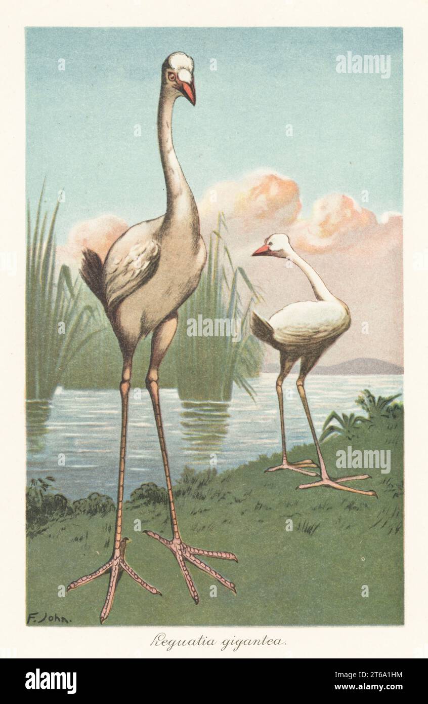 Mitica cicogna Reunion, uccello gigante estinto scoperto a Mauritius chiamato le Geant da Francois Leguat nel XVII secolo. Sulla base di una descrizione del fenicottero maggiore, Phoenicopterus roseus. Leguatie, Leguatia gigantea. Illustrazione stampata a colori di F. John dopo Adriaen Collaert di Wilhelm Bolsches Tiere der Urwelt (animali del mondo preistorico), Reichardt Cocoa Company, Amburgo, 1908. Foto Stock Mitica cicogna Reunion, uccello gigante estinto scoperto a Mauritius chiamato le Geant da Francois Leguat nel XVII secolo. Sulla base di una descrizione del fenicottero maggiore, Phoenicopterus roseus. Leguatie, Leguatia gigantea. Illustrazione stampata a colori di F. John dopo Adriaen Collaert di Wilhelm Bolsches Tiere der Urwelt (animali del mondo preistorico), Reichardt Cocoa Company, Amburgo, 1908. Foto Stock