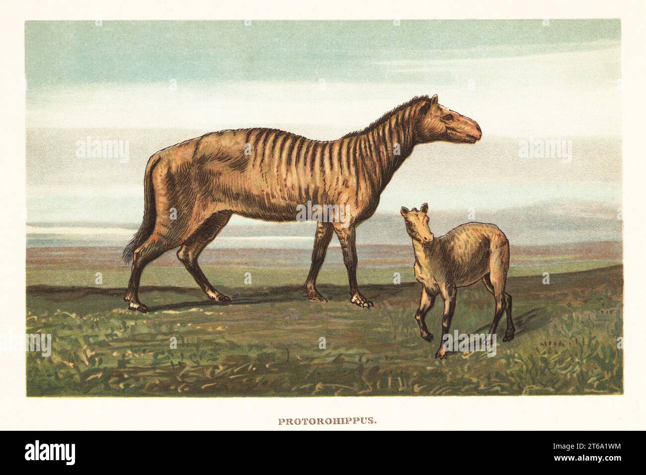 Specie equide estinte dell'Eocene, Protorohippus venticolum. Protorohippus. Illustrazione stampata a colori di F. John di Wilhelm Bolsches Tiere der Urwelt (animali del mondo preistorico), Reichardt Cocoa Company, Amburgo, 1908. Foto Stock