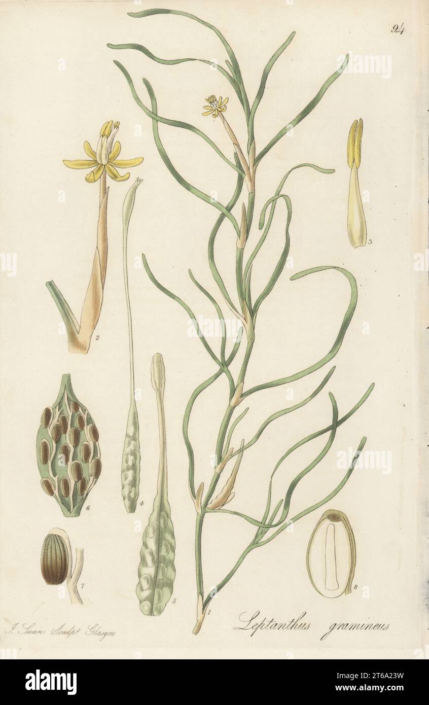 Acqua, stargrass o melanzana, Heteranthera dubia. Inviato dal signor Kippin a Montreal, Canada. Leptanthus con foglie d'erba, Leptanthus gramineus. Incisione su copperplate colorata a mano di Joseph Swan dopo un'illustrazione botanica di William Jackson Hooker dalla sua Flora esotica, William Blackwood, Edimburgo, 1823-27. Foto Stock