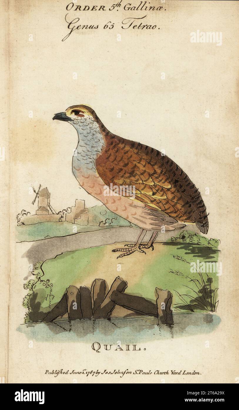 Quail, Coturnix coturnix. Incisione su copperplate colorata a mano da Samuel Galton Jr.s Natural History of Birds contenente una varietà di fatti selezionati da diversi scrittori per il divertimento e l'istruzione dei bambini, Londra, Joseph Johnson, 1791. Foto Stock