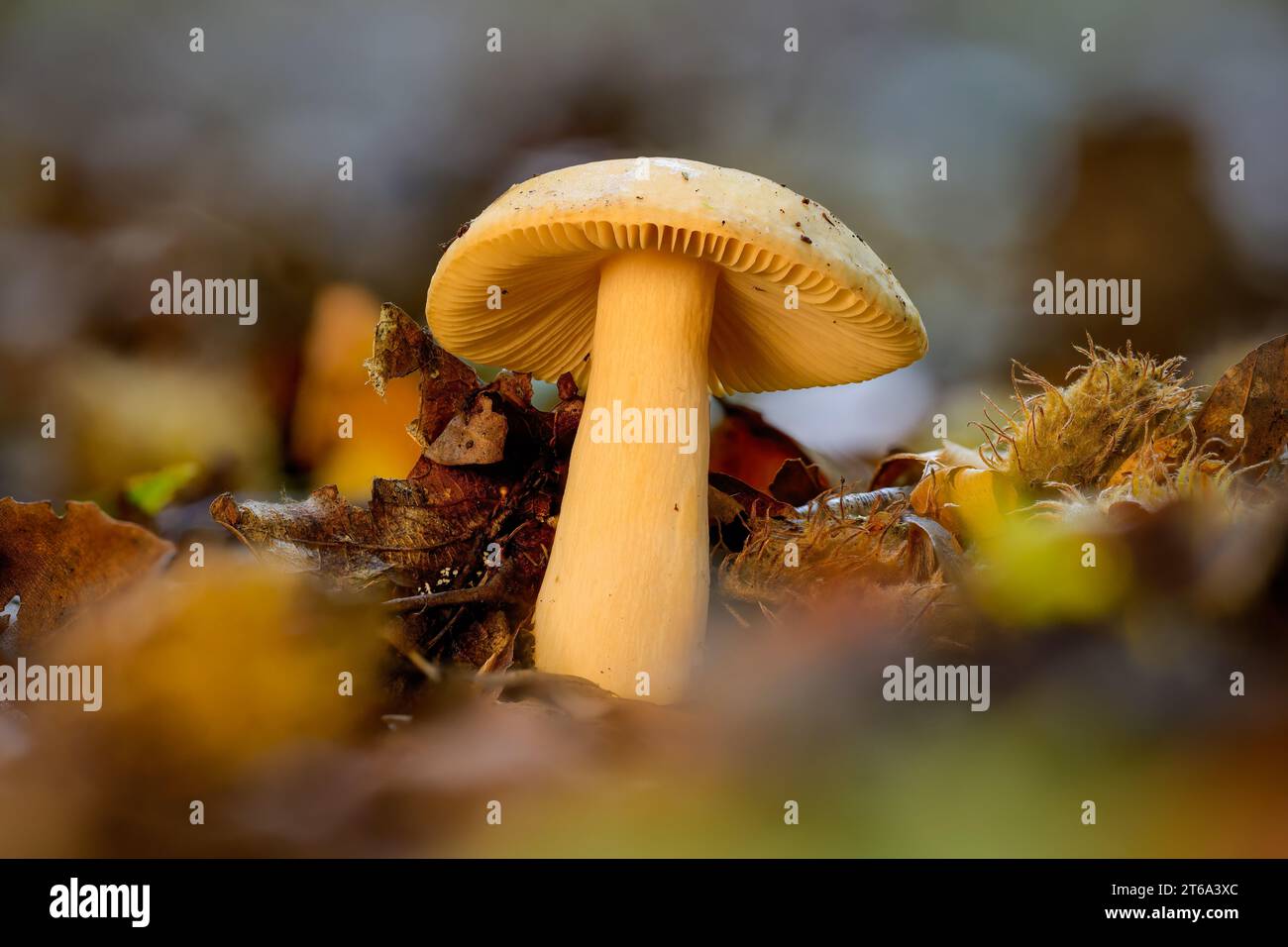 Un'immagine di un fungo solitario che cresce tra un tappeto di foglie cadute in un ambiente naturale all'aperto Foto Stock