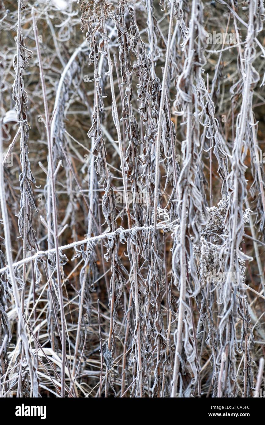 paesaggio da favola invernale, gelo sulle foglie, brina sulla pianta, brina mattutina Foto Stock