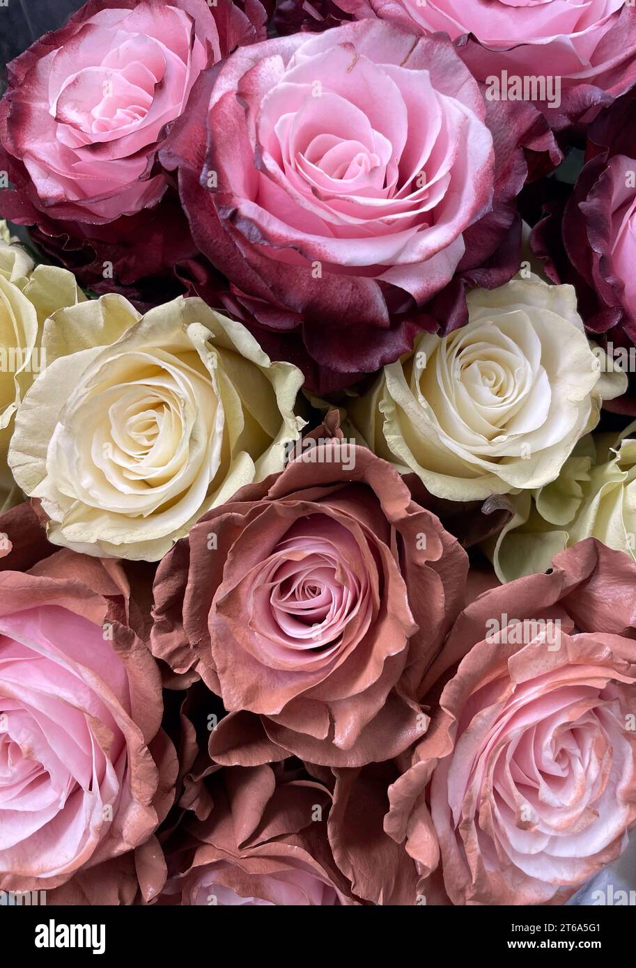 Questa fotografia presenta un vivace bouquet di rose rosa in primo piano, su uno sfondo neutro Foto Stock