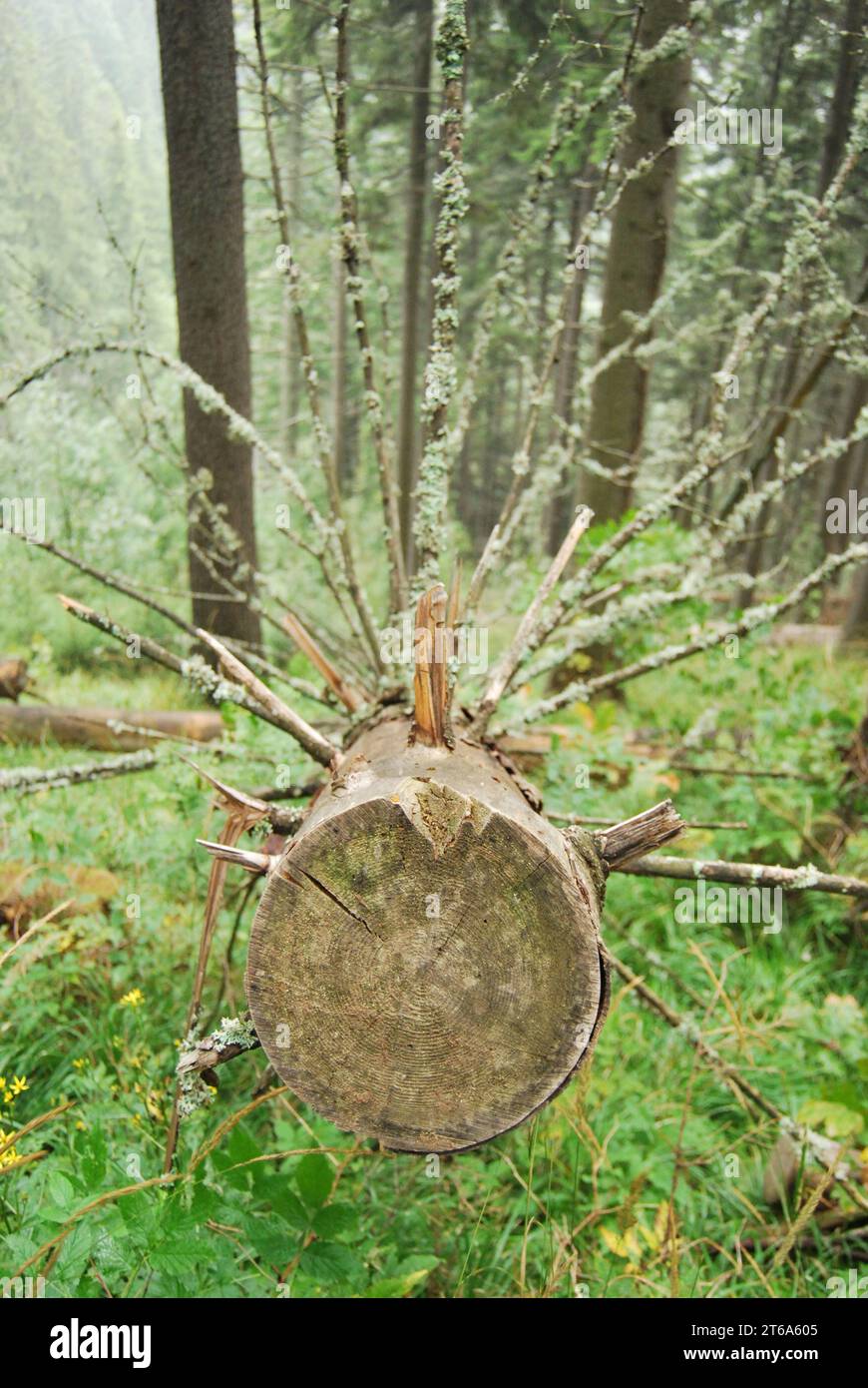 Un tronco di legno naturale in una lussureggiante foresta verde, circondato da una serie di alte erbe e erbacce Foto Stock