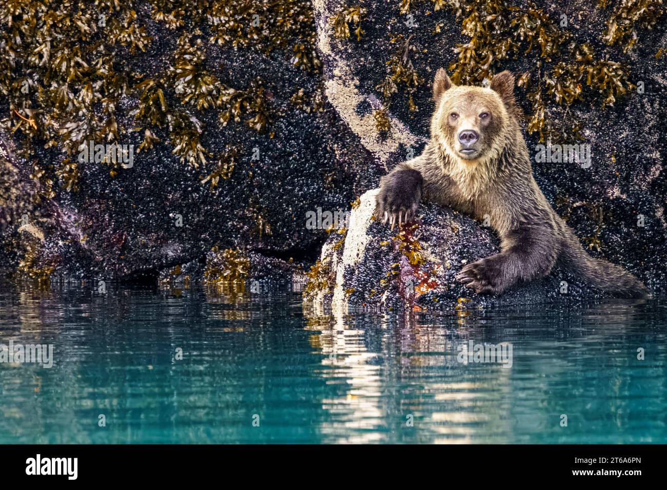 Orsi grizzly che si nutrono di cozze lungo la linea della bassa marea nel bellissimo Knight Inlet, territorio delle prime Nazioni, territori tradizionali del Kwa Foto Stock