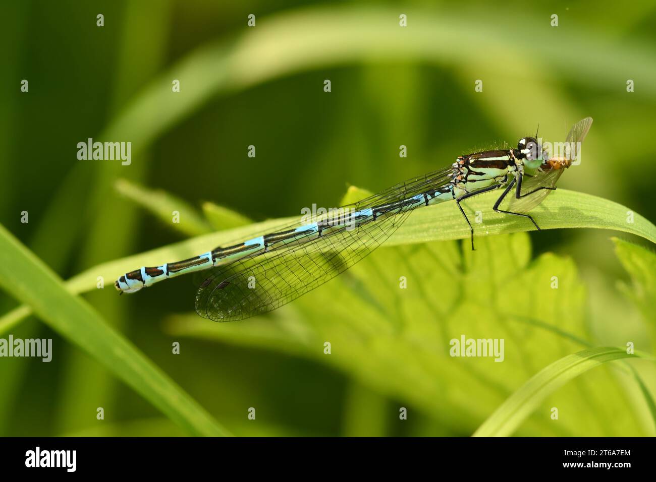 Dragonfly, Damselflies, Calopteryx splendens, Demoiselle a bande, Brídeog Bhandach, Macro - Fotografia closeup, Kilkenny, Irlanda Foto Stock