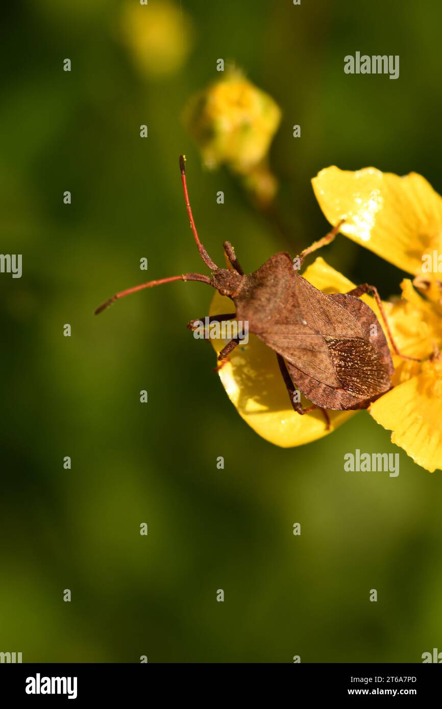 Coreidae, insetti, macro fotografia, Kilkenny, Irlanda Foto Stock