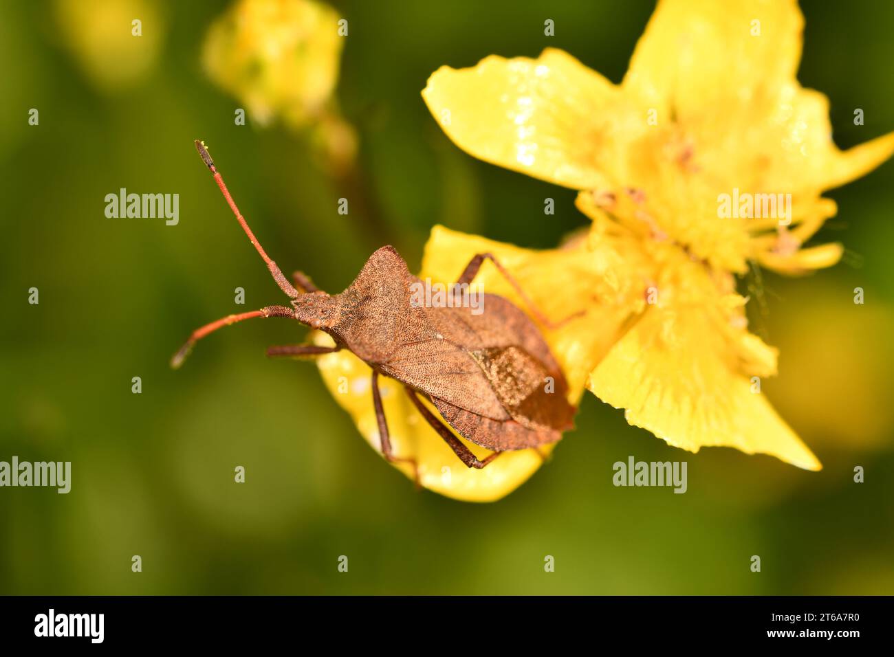 Coreidae, insetti, macro fotografia, Kilkenny, Irlanda Foto Stock