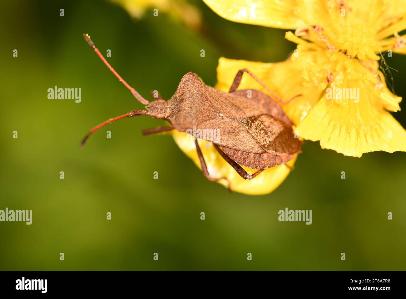 Coreidae, insetti, macro fotografia, Kilkenny, Irlanda Foto Stock