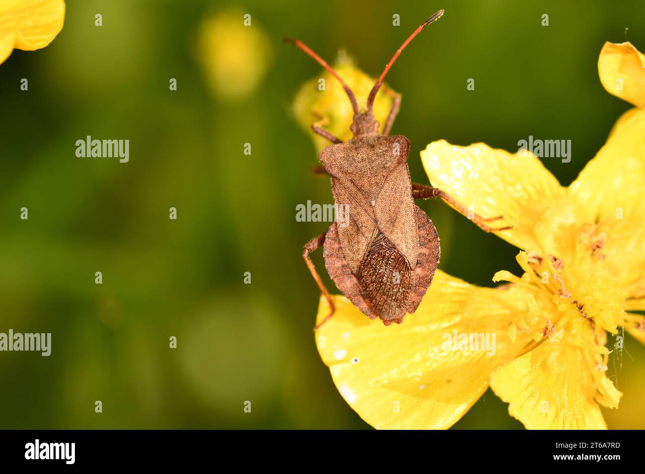 Coreidae, insetti, macro fotografia, Kilkenny, Irlanda Foto Stock