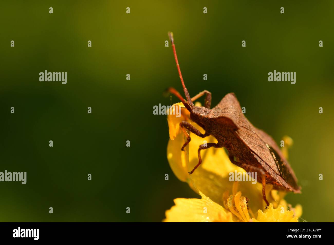 Coreidae, insetti, macro fotografia, Kilkenny, Irlanda Foto Stock
