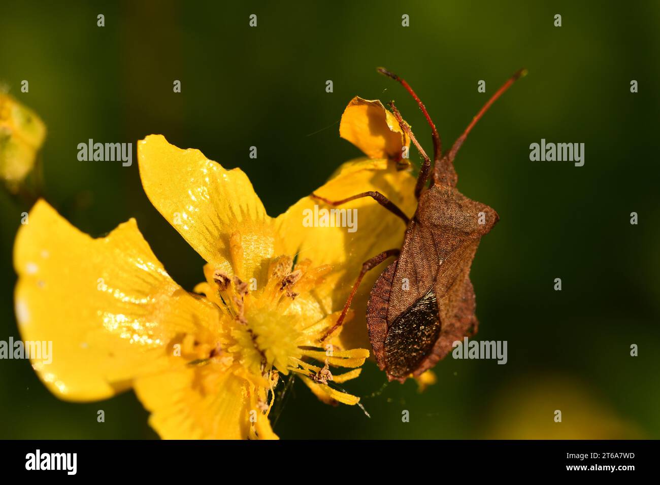 Coreidae, insetti, macro fotografia, Kilkenny, Irlanda Foto Stock