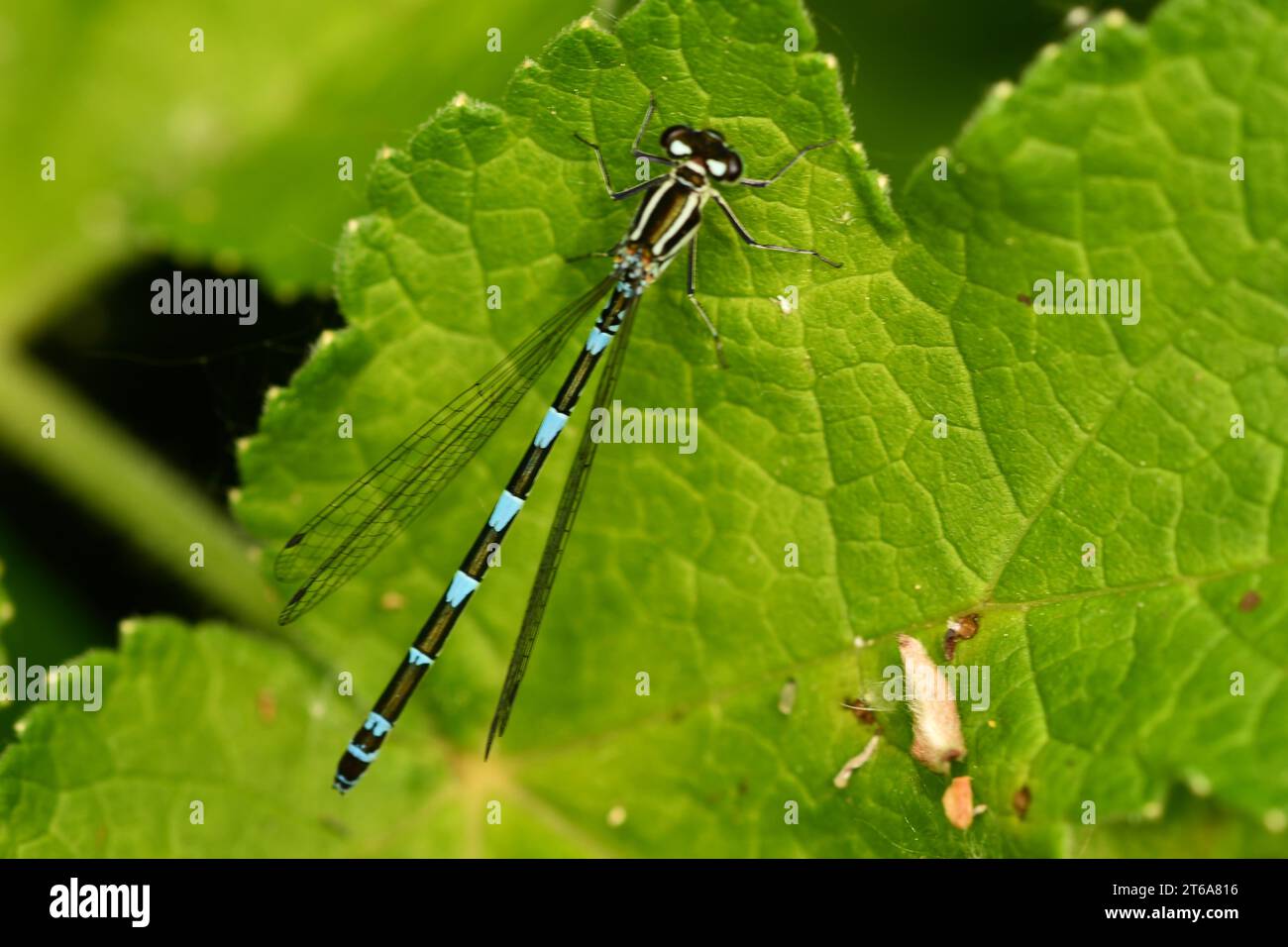 Dragonfly, Damselflies, Calopteryx splendens, Demoiselle a bande, Brídeog Bhandach, Macro - Fotografia closeup, Kilkenny, Irlanda Foto Stock