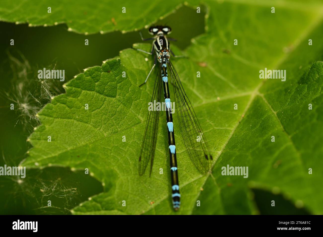 Dragonfly, Damselflies, Calopteryx splendens, Demoiselle a bande, Brídeog Bhandach, Macro - Fotografia closeup, Kilkenny, Irlanda Foto Stock