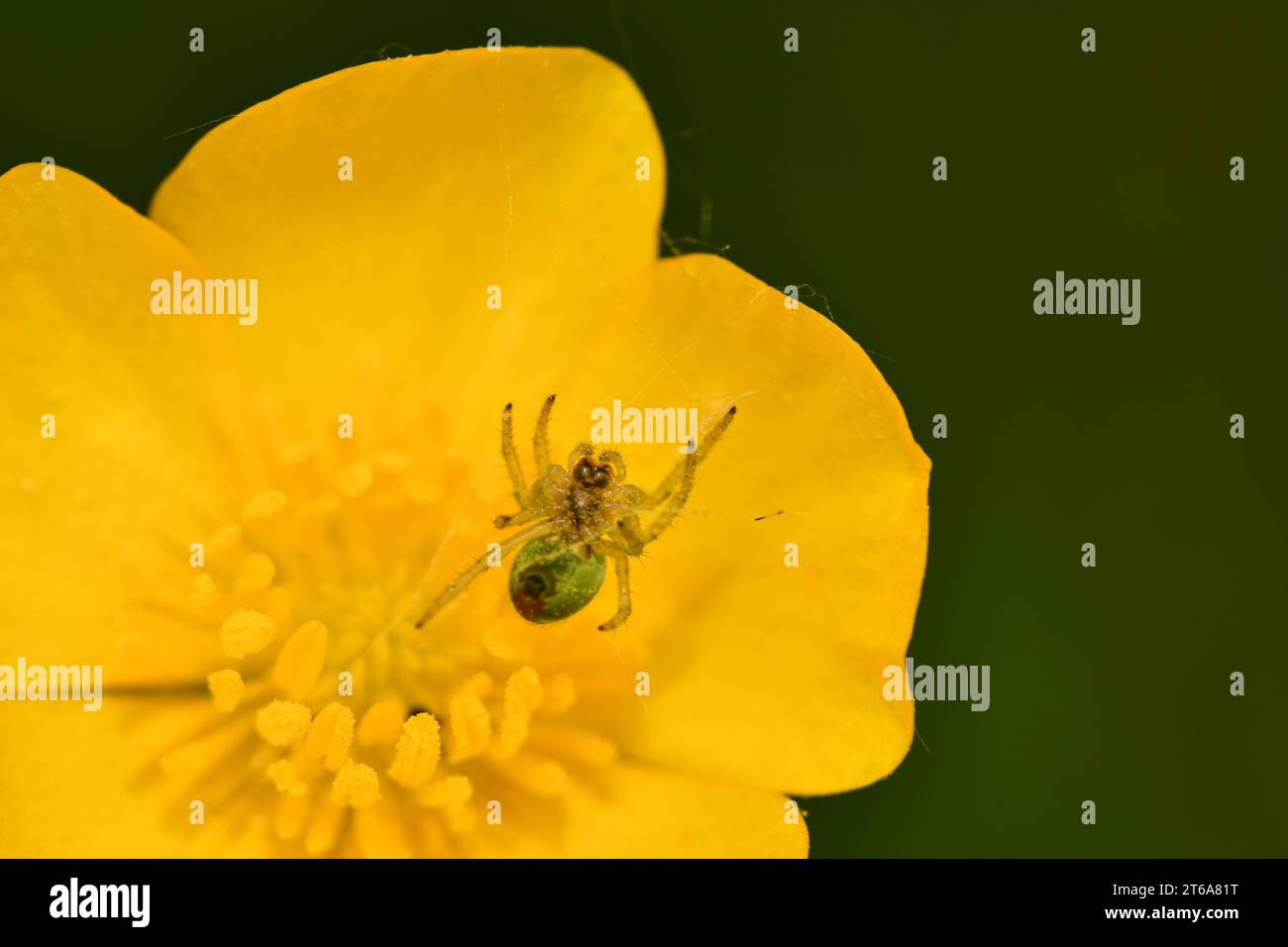 Un ragno in una ragnatela su un fiore, macro fotografia, Kilkenny, Irlanda Foto Stock