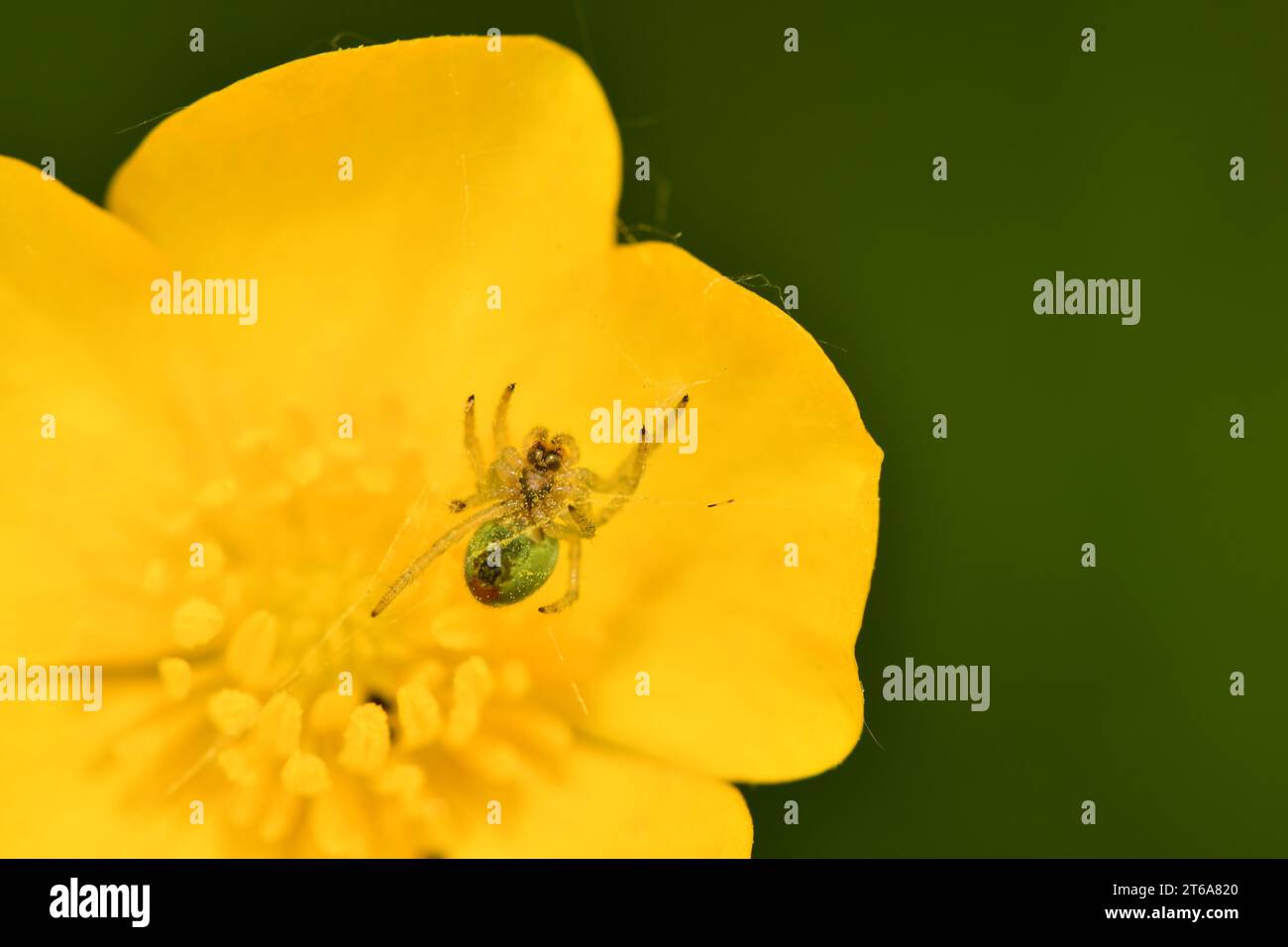 Un ragno in una ragnatela su un fiore, macro fotografia, Kilkenny, Irlanda Foto Stock