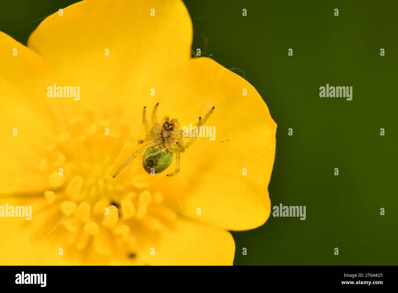Un ragno in una ragnatela su un fiore, macro fotografia, Kilkenny, Irlanda Foto Stock