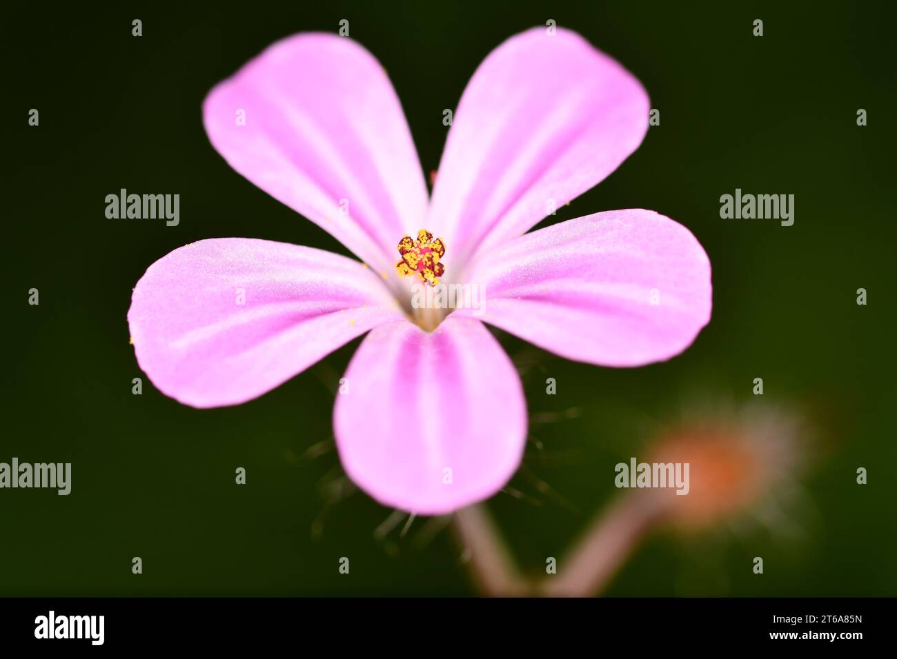 Fiore viola, primo piano di un fiore, Kilkenny, Irlanda Foto Stock