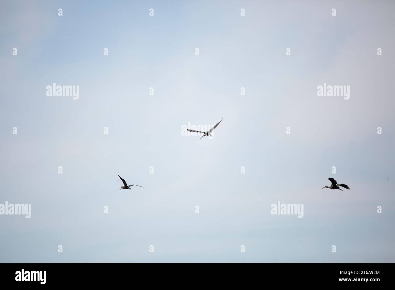 Tre ibi dalla faccia bianca (Plegadis chihi) che volano attraverso il cielo; spazio copia in alto Foto Stock