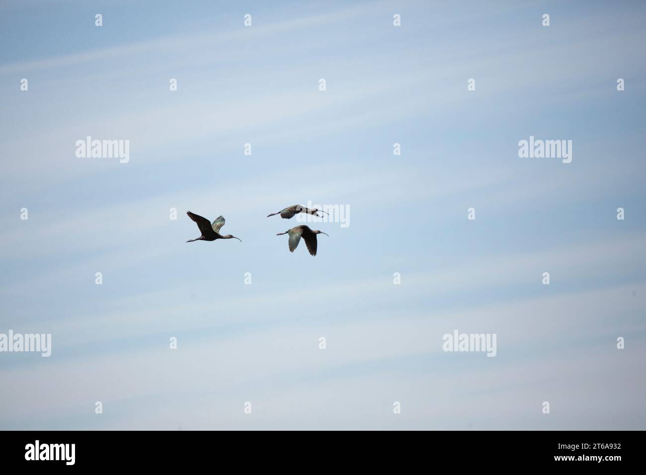 Tre ibi dalla faccia bianca (Plegadis chihi) che volano a destra attraverso un cielo nuvoloso; spazio di copia in alto, in basso e a destra Foto Stock